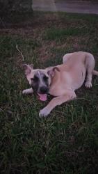 Found/Stray Female Dog last seen 264th st and 192nd ave, Miami-Dade County, FL 33030