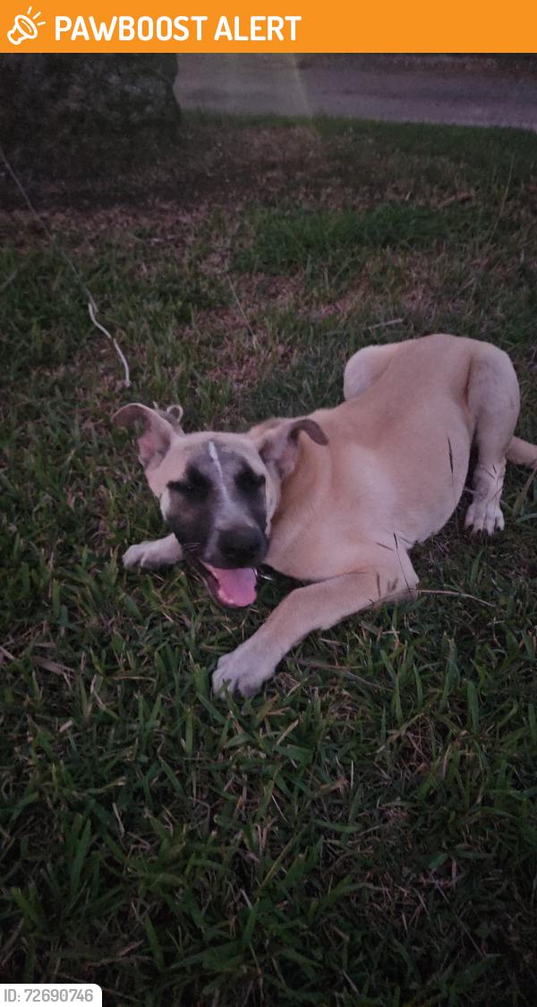 Found/Stray Female Dog last seen 264th st and 192nd ave, Miami-Dade County, FL 33030