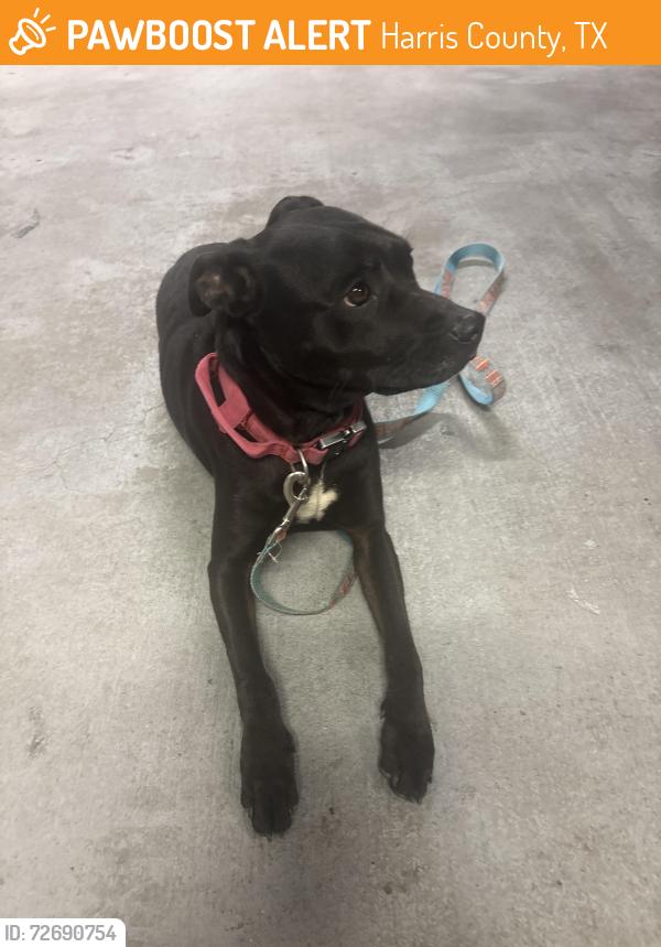 Found/Stray Female Dog last seen Gatesden drive , Harris County, TX 77377