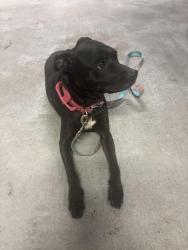 Found/Stray Female Dog last seen Gatesden drive , Harris County, TX 77377