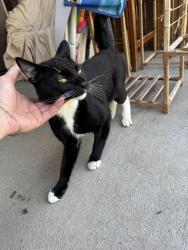 Found/Stray Male Cat last seen Fairview/Cole, Boise, ID 83704