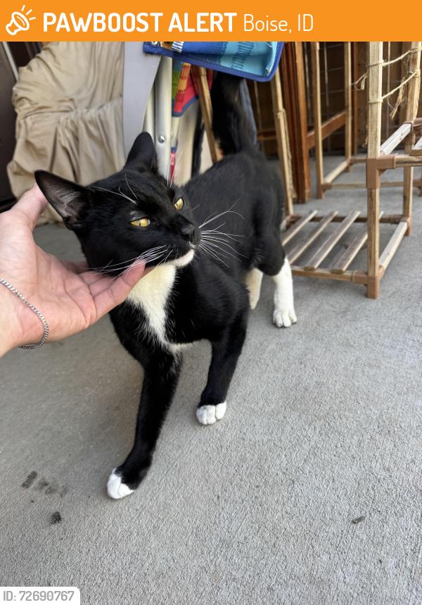 Found/Stray Male Cat last seen Fairview/Cole, Boise, ID 83704