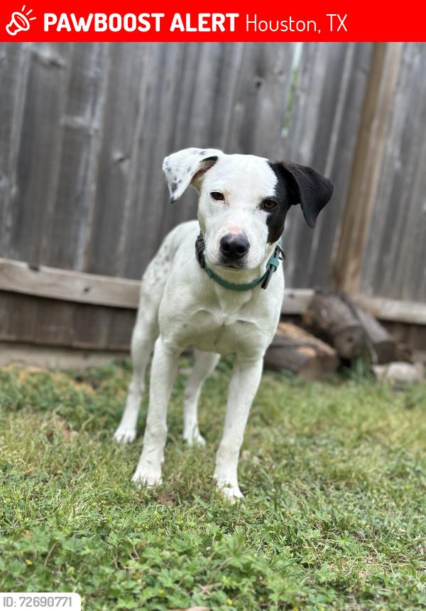 Lost Male Dog last seen Near Ashcroft dr Houston , Houston, TX 77035
