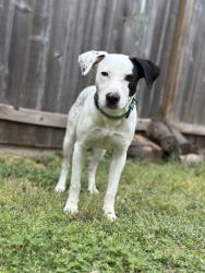 Lost Male Dog last seen Near Ashcroft dr Houston , Houston, TX 77035