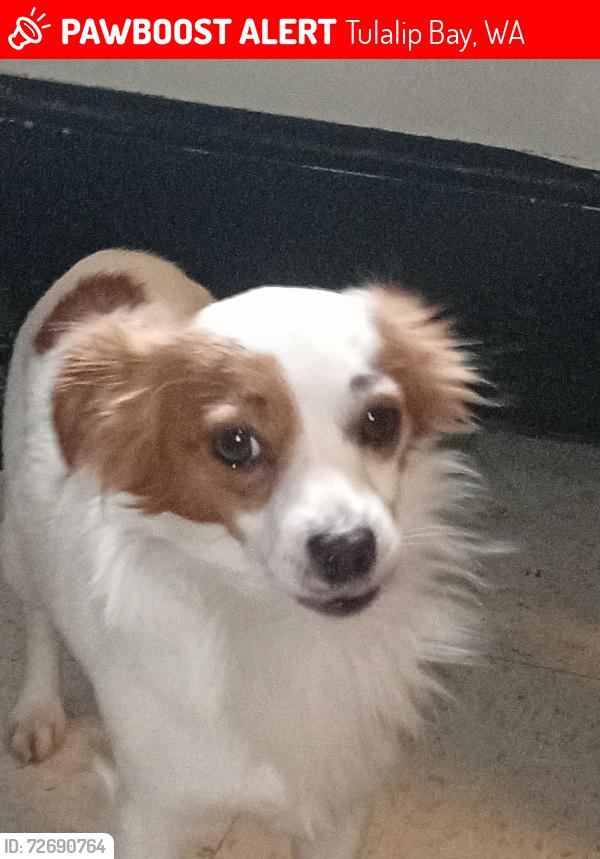 Lost Male Dog last seen John sam lake area, Tulalip Bay, WA 98271