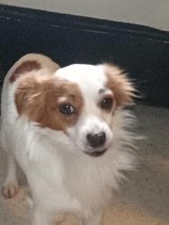 Lost Male Dog last seen John sam lake area, Tulalip Bay, WA 98271