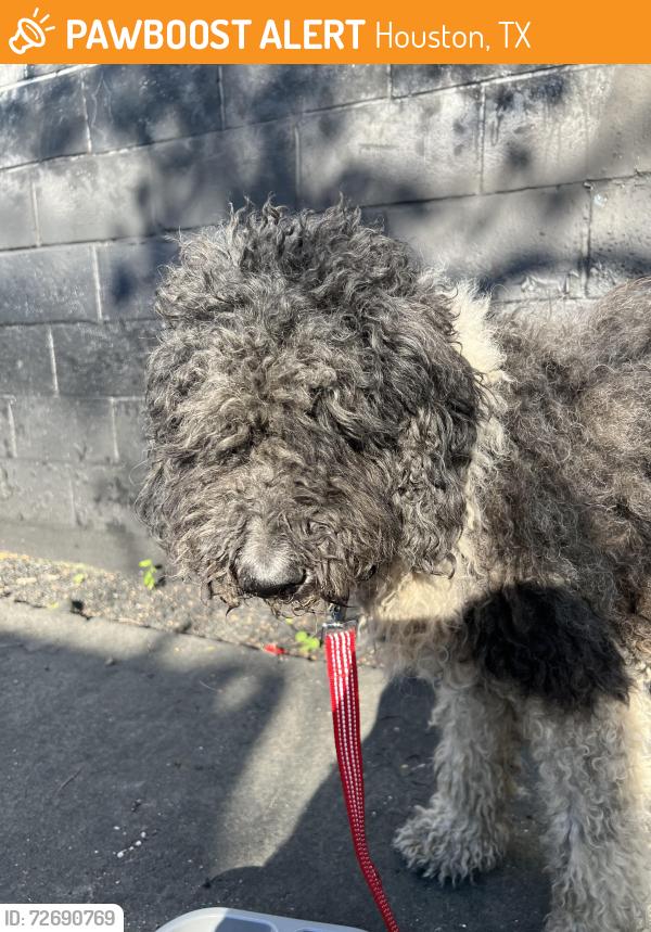 Found/Stray Unknown Dog last seen Bauman rd near Taqueria Acapulco , Houston, TX 77016
