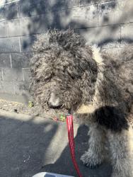 Found/Stray Unknown Dog last seen Bauman rd near Taqueria Acapulco , Houston, TX 77016