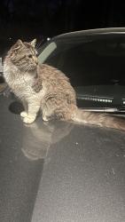 Found/Stray Female Cat last seen Bill Caruth Parkway and Willow Bend Dr, Hiram, GA 30141