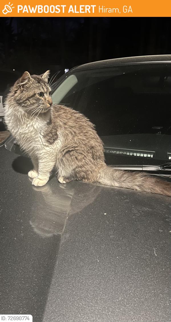 Found/Stray Female Cat last seen Bill Caruth Parkway and Willow Bend Dr, Hiram, GA 30141