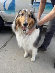 Found/Stray Unknown Dog last seen Cole and overland , Boise, ID 83709