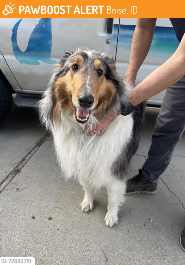 Found/Stray Unknown Dog last seen Cole and overland , Boise, ID 83709