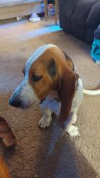 Lost Male Dog last seen FM 71 County Road 3608, Sulphur Bluff, TX 75481