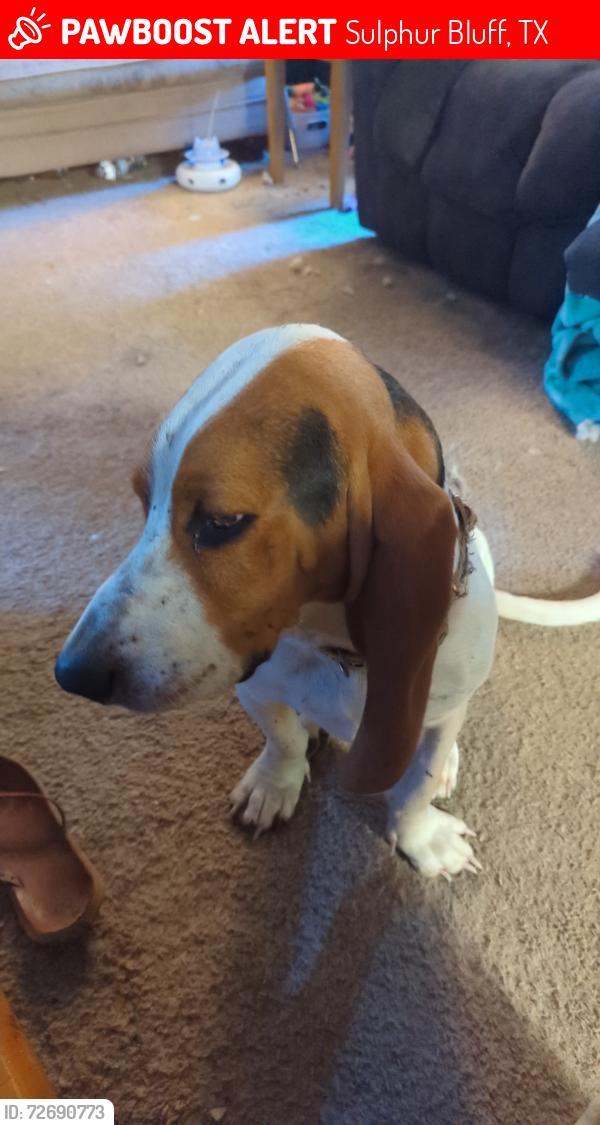 Lost Male Dog last seen FM 71 County Road 3608, Sulphur Bluff, TX 75481