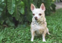 Lost Male Dog last seen West 34th & Moller Rd. , Indianapolis, IN 46224