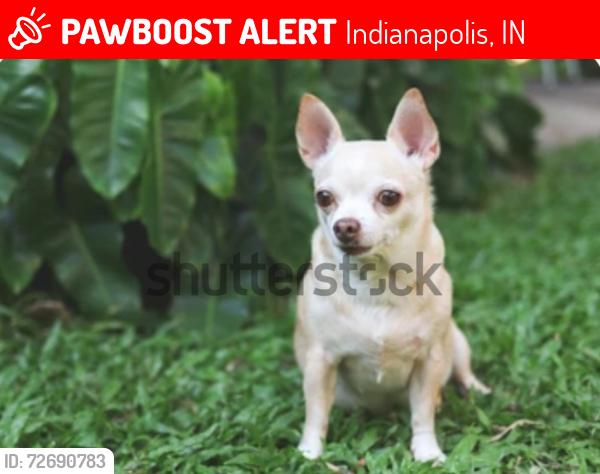 Lost Male Dog last seen West 34th & Moller Rd. , Indianapolis, IN 46224