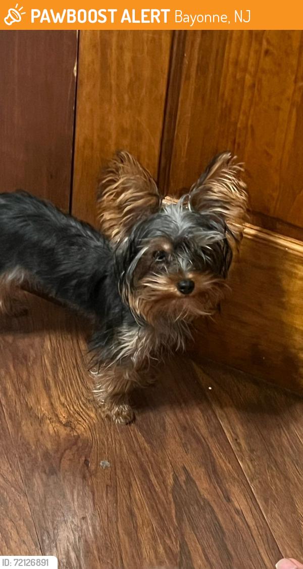 Found/Stray Female Dog last seen Near street bayone, Bayonne, NJ 07002
