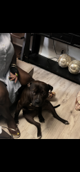 Lost Male Dog last seen Chesterfield / north Pinetta Dr , Bon Air, VA 23235
