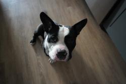 Found/Stray Male Dog last seen Beckley, Dallas, TX 75208