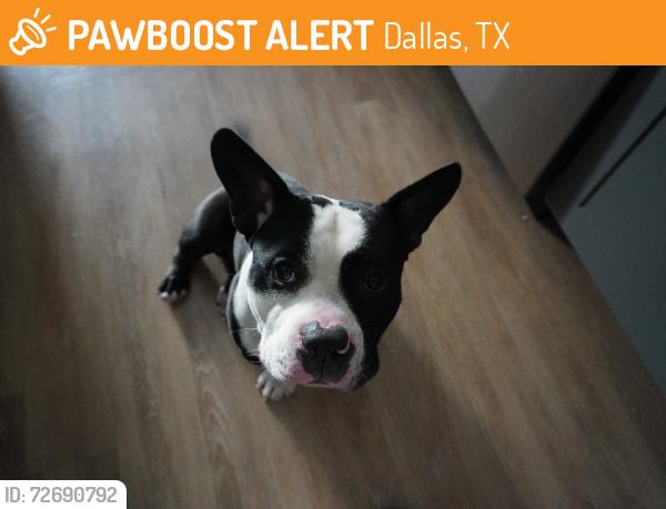Found/Stray Male Dog last seen Beckley, Dallas, TX 75208