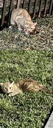 Found/Stray Unknown Cat last seen Lauderhill, fl, Fort Lauderdale, FL 33313