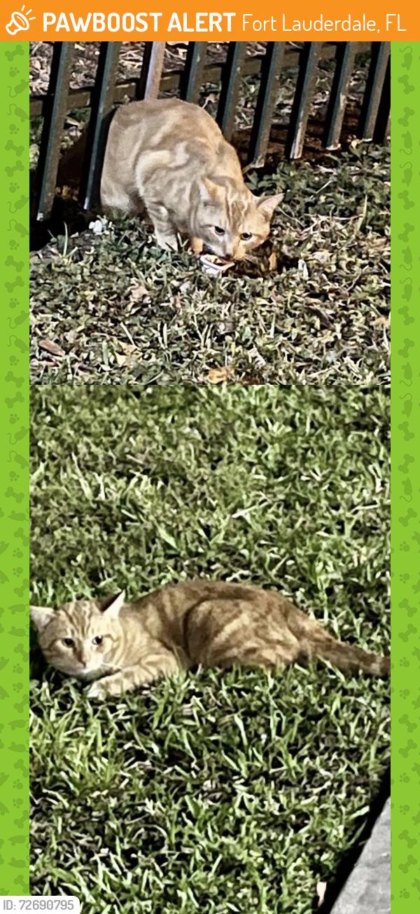 Found/Stray Unknown Cat last seen Lauderhill, fl, Fort Lauderdale, FL 33313