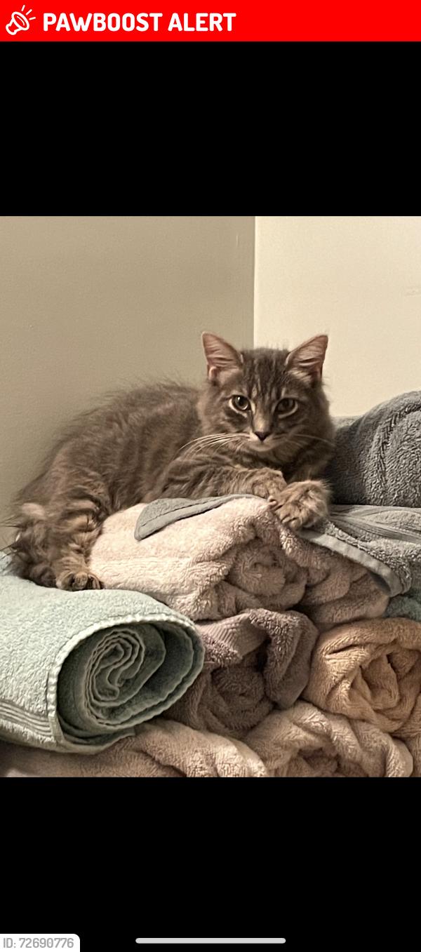 Lost Female Cat last seen J & A Shoppette, N George st extended /York Haven Rd, Newberry Township, PA 17345