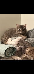 Lost Female Cat last seen J & A Shoppette, N George st extended /York Haven Rd, Newberry Township, PA 17345