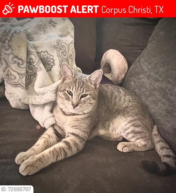 Lost Male Cat last seen Cartagena & Mediterranean , Corpus Christi, TX 78418