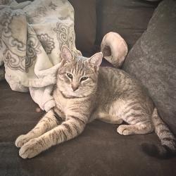 Lost Male Cat last seen Cartagena & Mediterranean , Corpus Christi, TX 78418