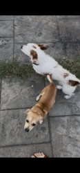 Lost Male Dog last seen Fredrick st, Coachella, CA 92236