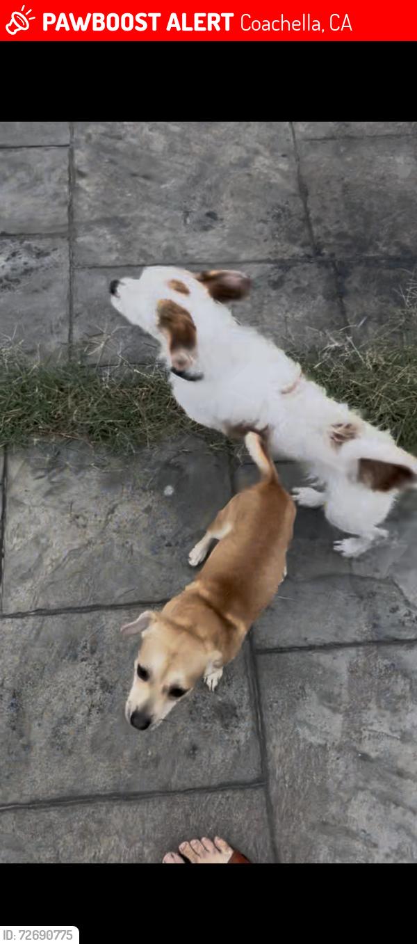 Lost Male Dog last seen Fredrick st, Coachella, CA 92236