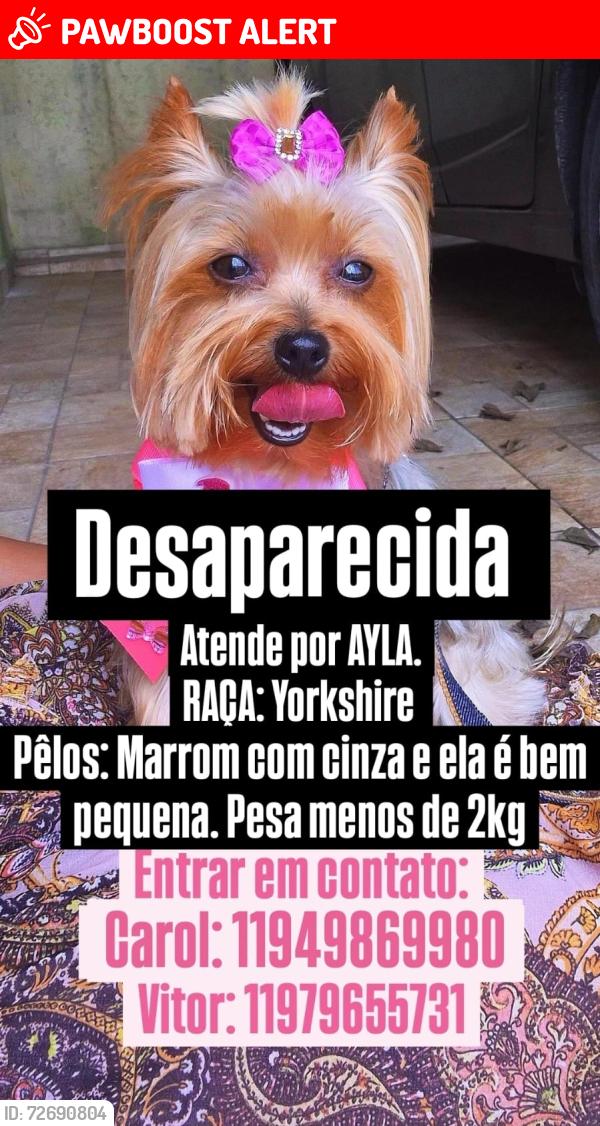 Lost Female Dog last seen Rua doutor nerio Nunes, Jardim Germania, SP 05848-030