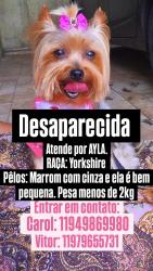 Lost Female Dog last seen Rua doutor nerio Nunes, Jardim Germania, SP 05848-030