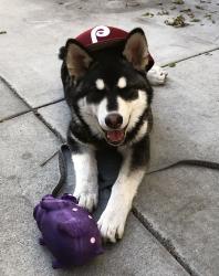 Lost Male Dog last seen Vons Grocery Store across from the Inn of Long Beach, Long Beach, CA 90807