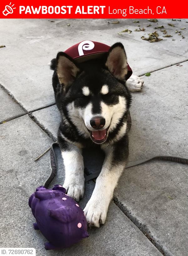 Lost Male Dog last seen Vons Grocery Store across from the Inn of Long Beach, Long Beach, CA 90807