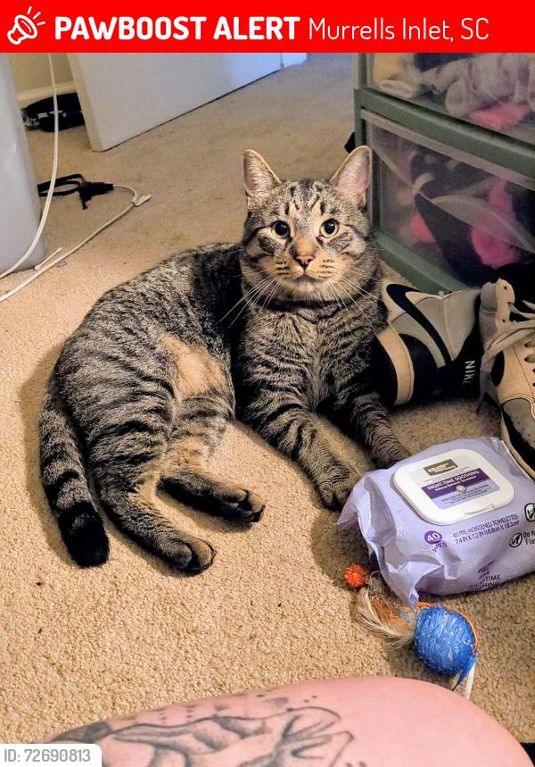 Lost Male Cat last seen Garden city connwctoe, Murrells Inlet, SC 29576