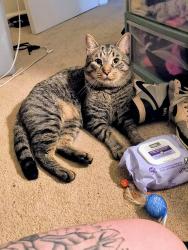 Lost Male Cat last seen Garden city connwctoe, Murrells Inlet, SC 29576