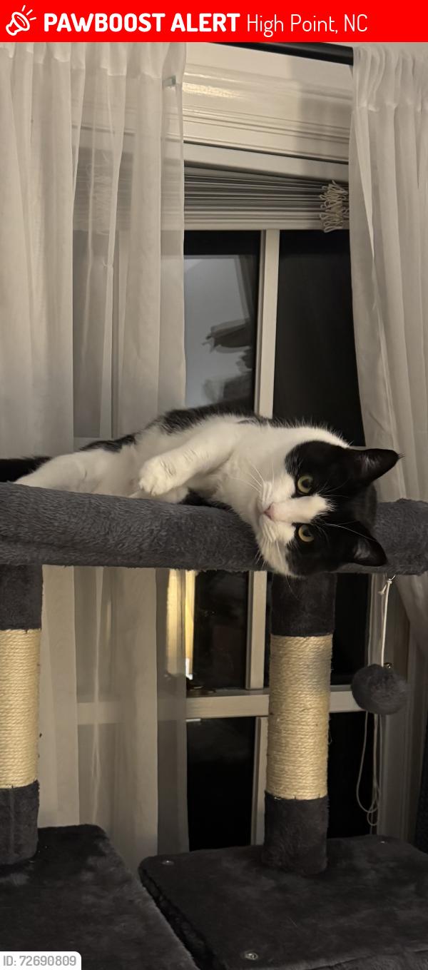Lost Female Cat last seen Braddock and  club rd , High Point, NC 27265