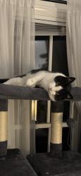 Lost Female Cat last seen Braddock and  club rd , High Point, NC 27265