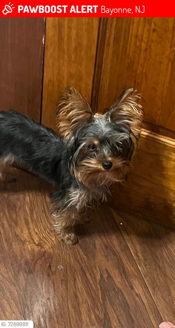 Lost Female Dog last seen Near street, Bayonne, NJ 07002
