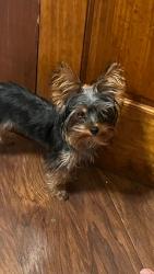 Lost Female Dog last seen Near street, Bayonne, NJ 07002