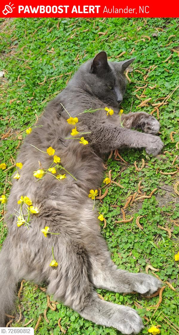 Lost Male Cat last seen Near N Commerce Street , Aulander, NC 27805