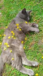 Lost Male Cat last seen Near N Commerce Street , Aulander, NC 27805