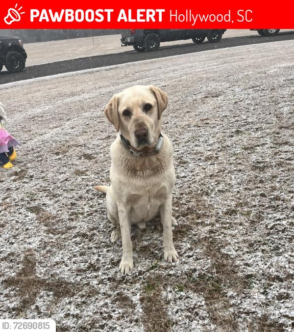 Lost Male Dog last seen Near chapel rd , Hollywood, SC 29449