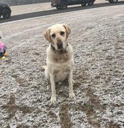 Lost Male Dog last seen Near chapel rd , Hollywood, SC 29449