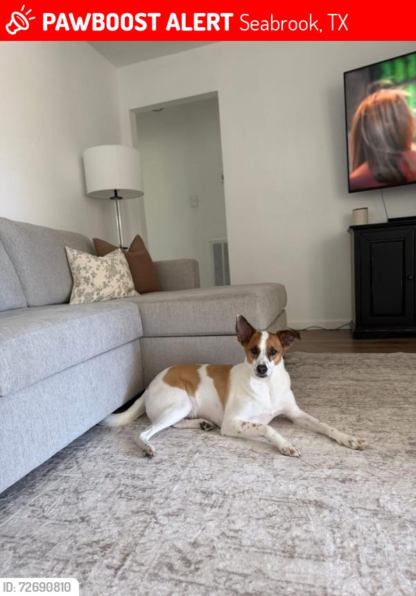 Lost Male Dog last seen Bradley/toddville rd, Seabrook, TX 77586