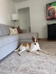 Lost Male Dog last seen Bradley/toddville rd, Seabrook, TX 77586