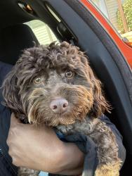 Lost Male Dog last seen Near N Oakley Dr Columbus, GA  31906 United States, Columbus, GA 31906