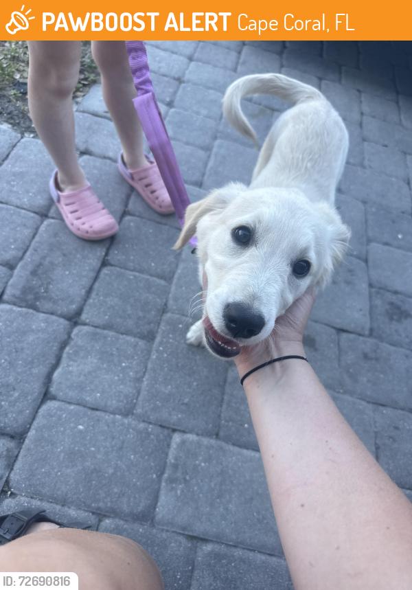 Found/Stray Unknown Dog last seen Nw 8th pl, Cape Coral, FL 33993